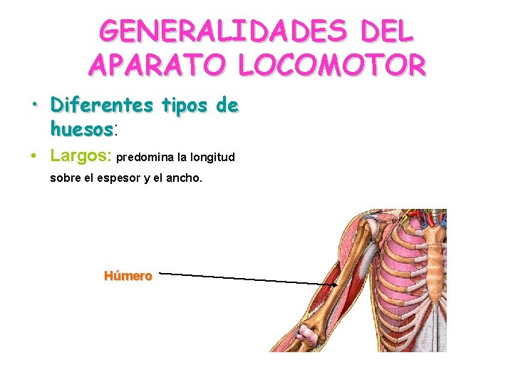 GENERALIDADES DEL APARATO LOCOMOTOR • Diferentes tipos de huesos: huesos • Largos: predomina la