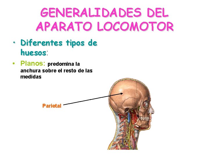 GENERALIDADES DEL APARATO LOCOMOTOR • Diferentes tipos de huesos: huesos • Planos: predomina la