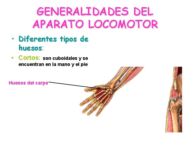 GENERALIDADES DEL APARATO LOCOMOTOR • Diferentes tipos de huesos: huesos • Cortos: son cuboidales