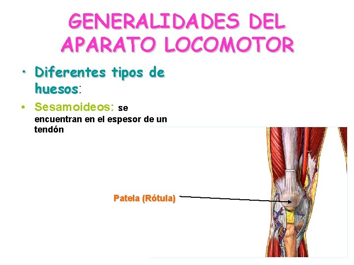 GENERALIDADES DEL APARATO LOCOMOTOR • Diferentes tipos de huesos: huesos • Sesamoideos: se encuentran