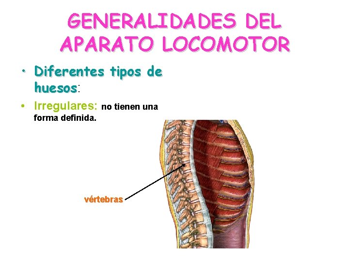 GENERALIDADES DEL APARATO LOCOMOTOR • Diferentes tipos de huesos: huesos • Irregulares: no tienen