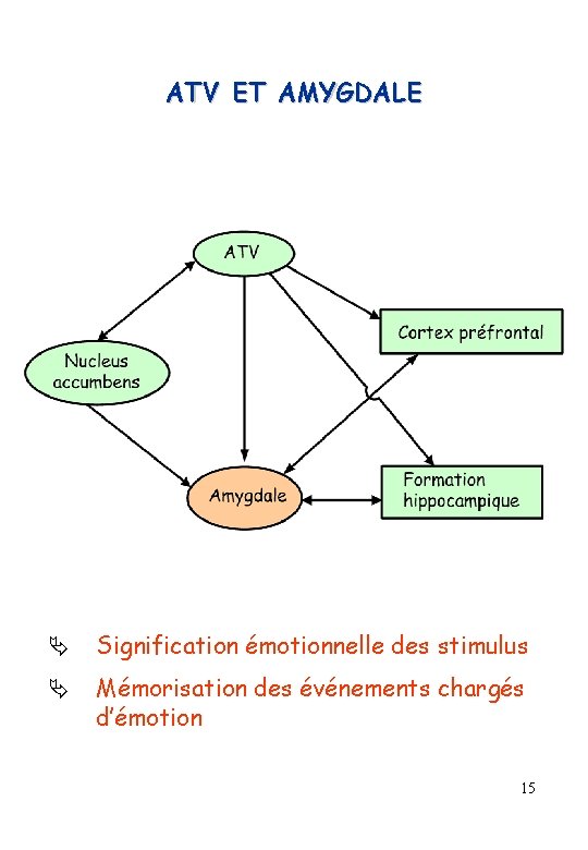 ATV ET AMYGDALE Signification émotionnelle des stimulus Mémorisation des événements chargés d’émotion 15 