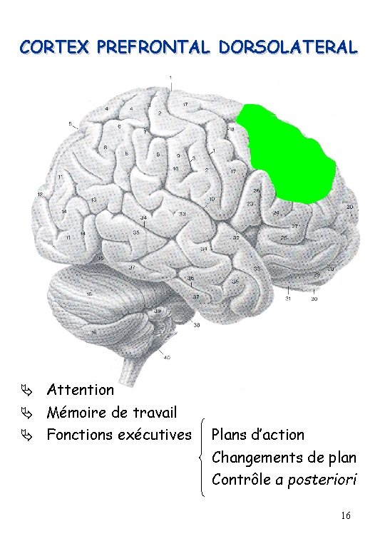 CORTEX PREFRONTAL DORSOLATERAL Attention Mémoire de travail Fonctions exécutives Plans d’action Changements de plan
