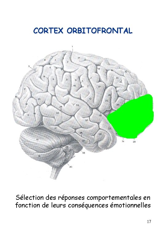 CORTEX ORBITOFRONTAL Sélection des réponses comportementales en fonction de leurs conséquences émotionnelles 17 