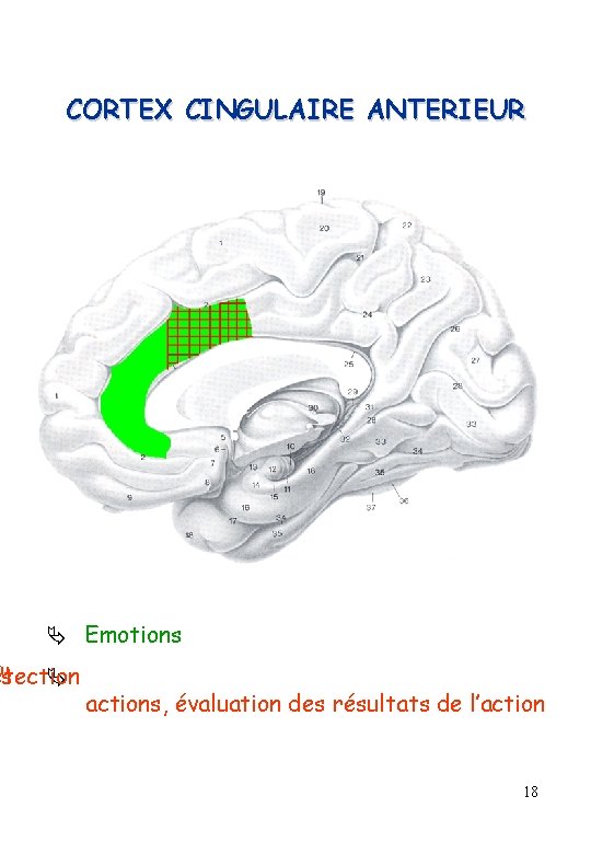 CORTEX CINGULAIRE ANTERIEUR Emotions es s" étection actions, évaluation des résultats de l’action 18