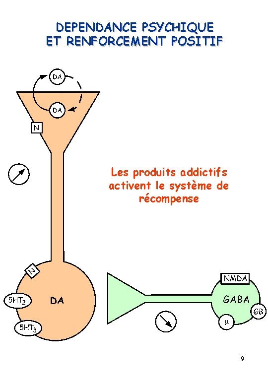 DEPENDANCE PSYCHIQUE ET RENFORCEMENT POSITIF Les produits addictifs activent le système de récompense 9