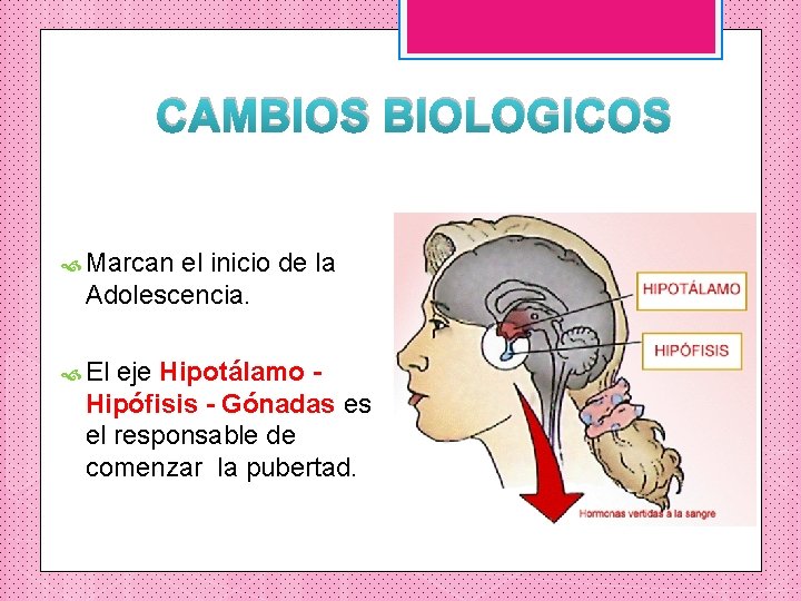 CAMBIOS BIOLOGICOS Marcan el inicio de la Adolescencia. El eje Hipotálamo Hipófisis - Gónadas