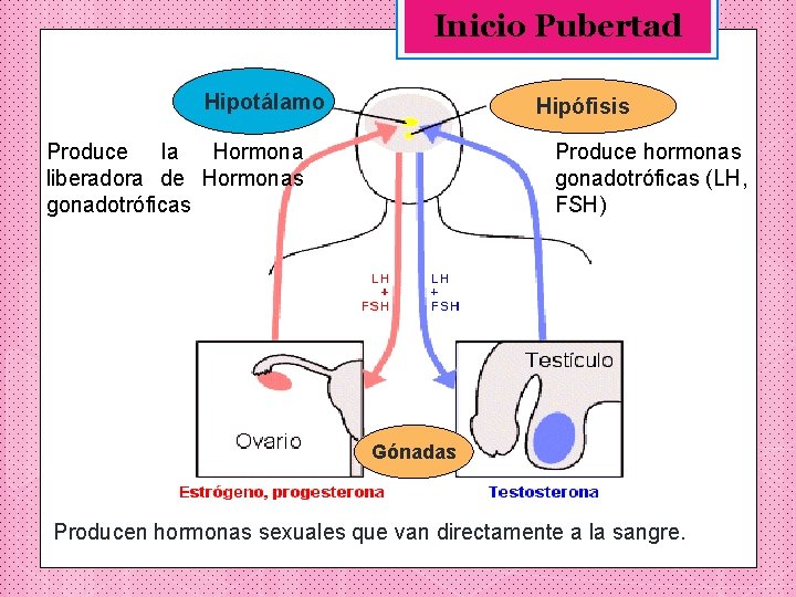 Inicio Pubertad Hipotálamo Hipófisis Hipotálamo Produce la Hormona liberadora de Hormonas gonadotróficas Produce hormonas
