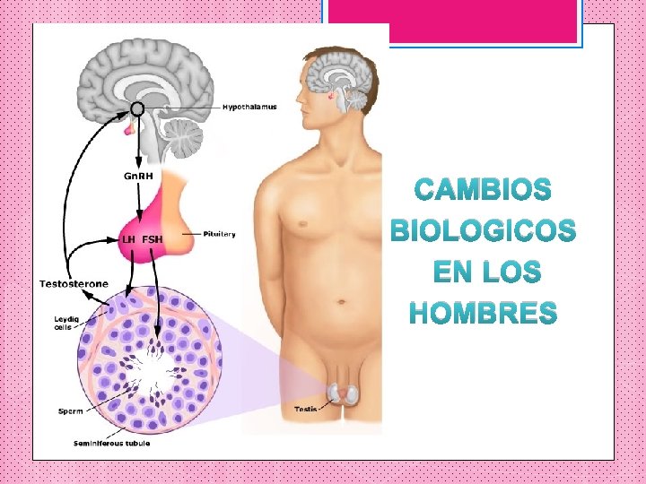 CAMBIOS BIOLOGICOS EN LOS HOMBRES 