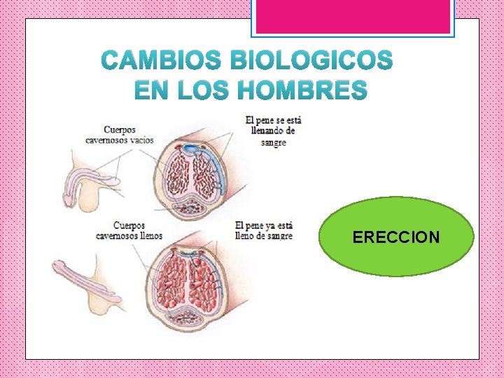 CAMBIOS BIOLOGICOS EN LOS HOMBRES ERECCION 