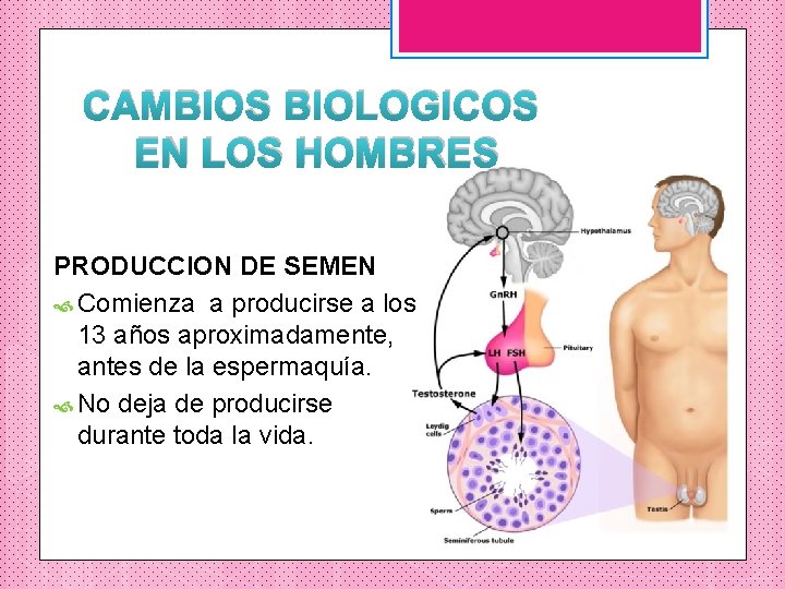 CAMBIOS BIOLOGICOS EN LOS HOMBRES PRODUCCION DE SEMEN Comienza a producirse a los 13