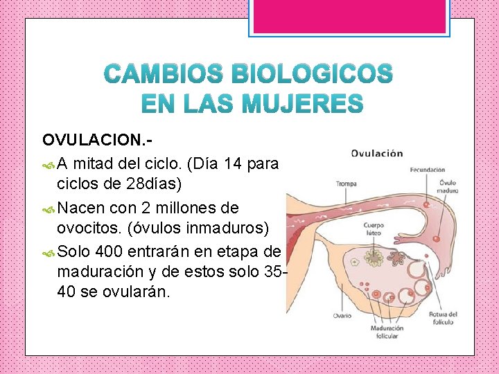 CAMBIOS BIOLOGICOS EN LAS MUJERES OVULACION. A mitad del ciclo. (Día 14 para ciclos