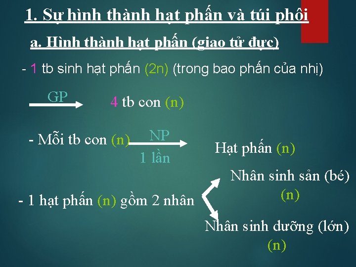 1. Sự hình thành hạt phấn và túi phôi a. Hình thành hạt phấn