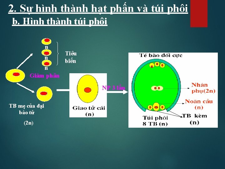 2. Sự hình thành hạt phấn và túi phôi b. Hình thành túi phôi