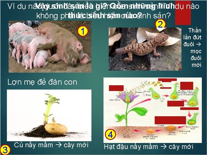 Vậy sinh sản là gì? những hình Ví dụ nào dưới đây biểu hiện.