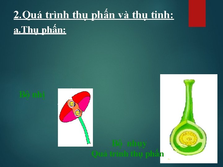 2. Quá trình thụ phấn và thụ tinh: a. Thụ phấn: Bộ nhị Bộ