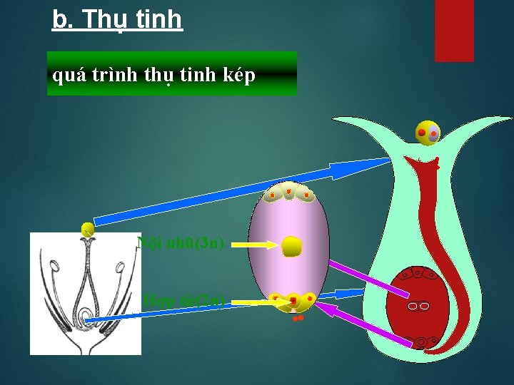 b. Thụ tinh quá trình thụ tinh kép Nội nhũ(3 n) Hợp tử(2 n)