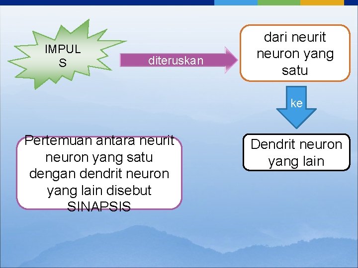 IMPUL S diteruskan dari neurit neuron yang satu ke Pertemuan antara neurit neuron yang