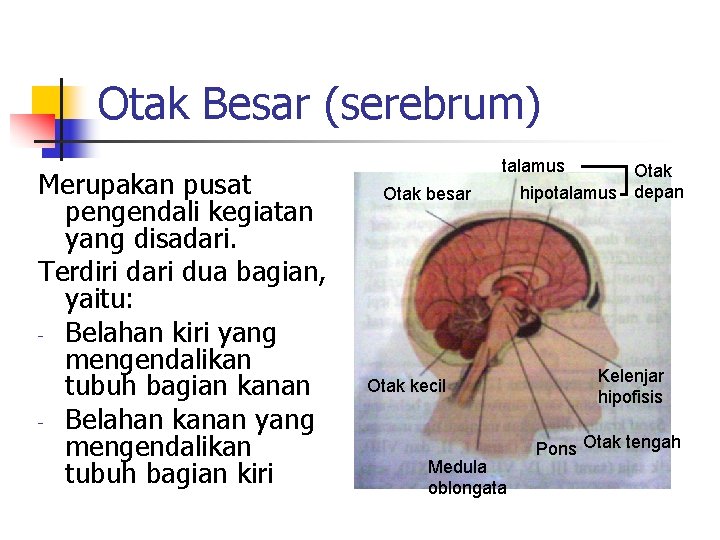 Otak Besar (serebrum) Merupakan pusat pengendali kegiatan yang disadari. Terdiri dari dua bagian, yaitu: