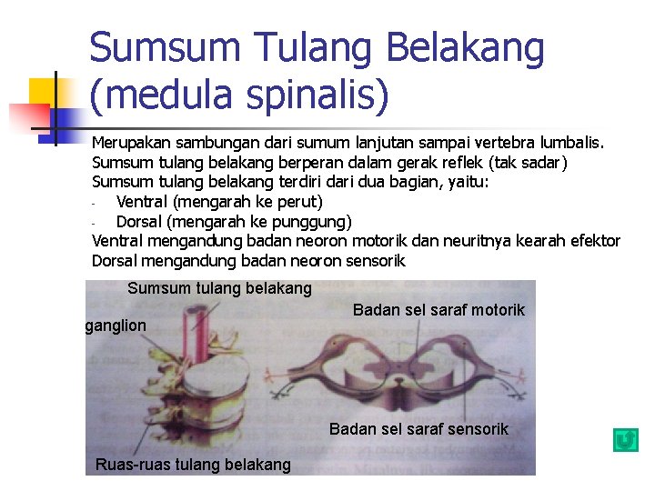Sumsum Tulang Belakang (medula spinalis) Merupakan sambungan dari sumum lanjutan sampai vertebra lumbalis. Sumsum