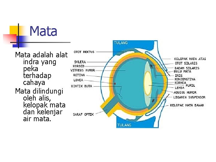 Mata adalah alat indra yang peka terhadap cahaya Mata dilindungi oleh alis, kelopak mata