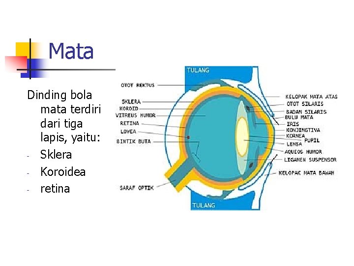 Mata Dinding bola mata terdiri dari tiga lapis, yaitu: - Sklera - Koroidea -