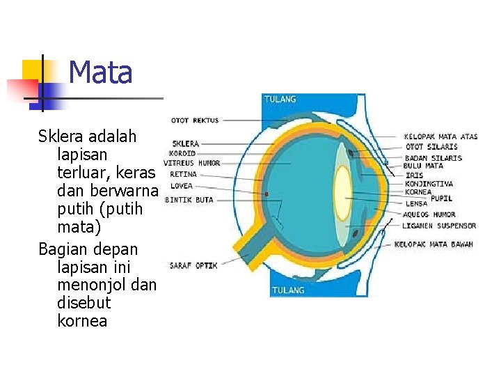 Mata Sklera adalah lapisan terluar, keras dan berwarna putih (putih mata) Bagian depan lapisan