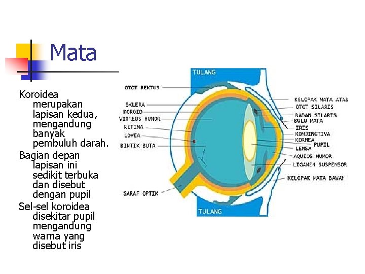 Mata Koroidea merupakan lapisan kedua, mengandung banyak pembuluh darah. Bagian depan lapisan ini sedikit