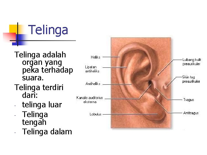 Telinga adalah organ yang peka terhadap suara. Telinga terdiri dari: - telinga luar -