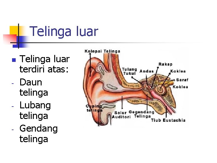 Telinga luar n - - - Telinga luar terdiri atas: Daun telinga Lubang telinga