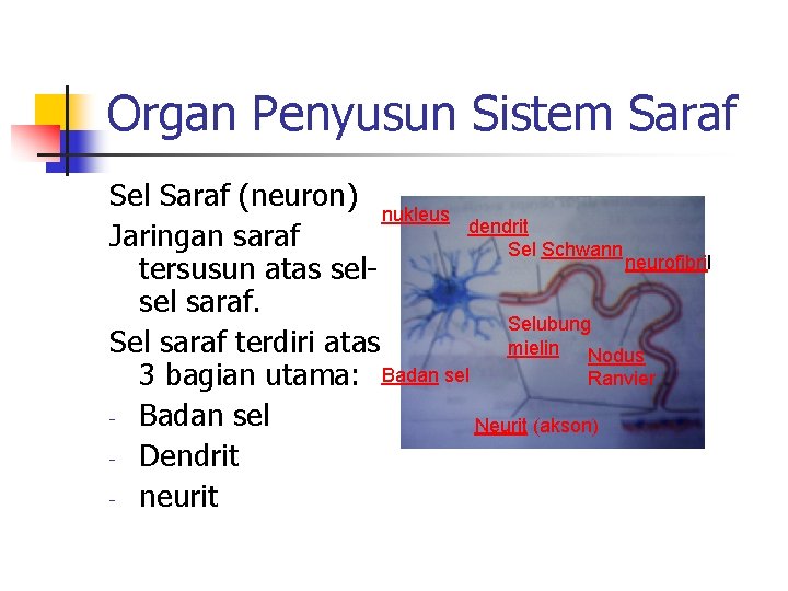 Organ Penyusun Sistem Saraf Sel Saraf (neuron) nukleus dendrit Jaringan saraf Sel Schwann neurofibril