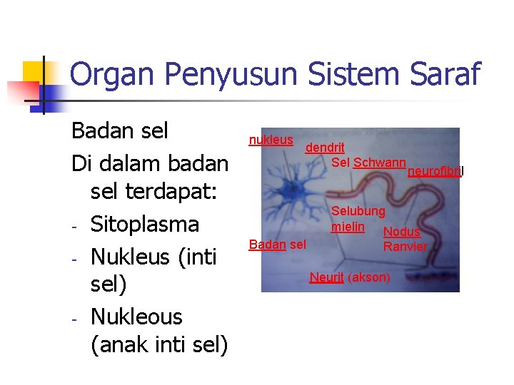 Organ Penyusun Sistem Saraf Badan sel Di dalam badan sel terdapat: - Sitoplasma -