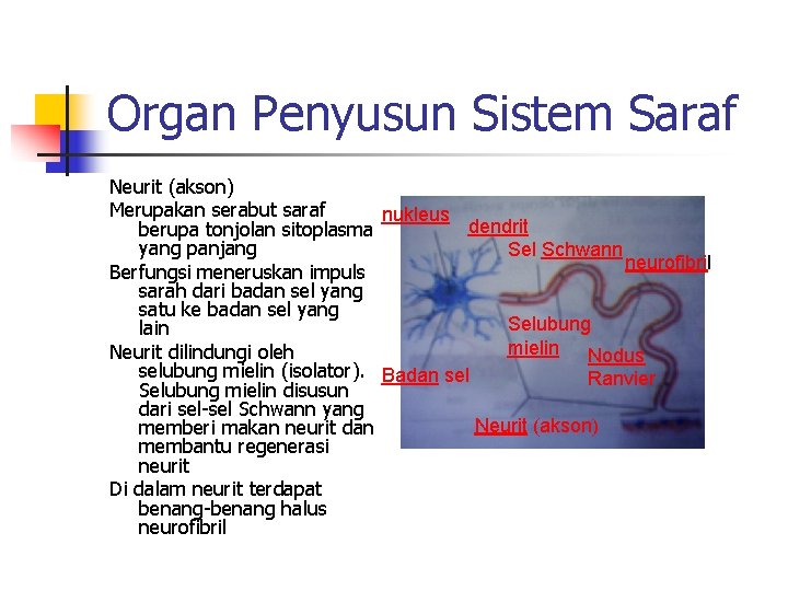 Organ Penyusun Sistem Saraf Neurit (akson) Merupakan serabut saraf nukleus dendrit berupa tonjolan sitoplasma