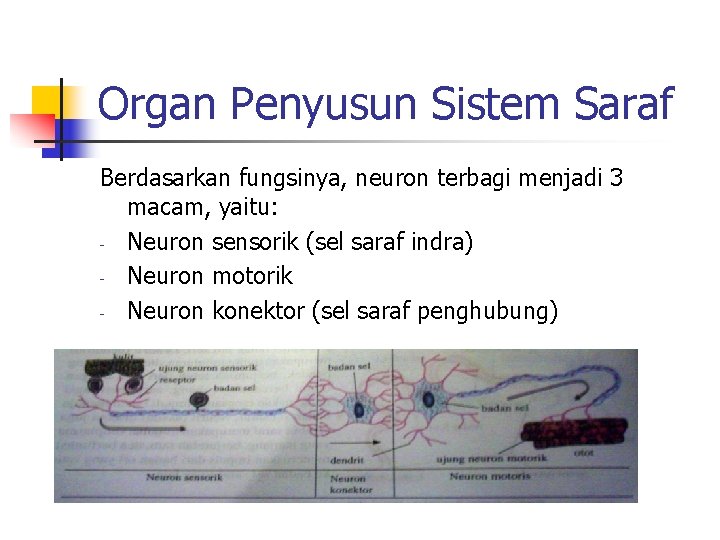 Organ Penyusun Sistem Saraf Berdasarkan fungsinya, neuron terbagi menjadi 3 macam, yaitu: - Neuron