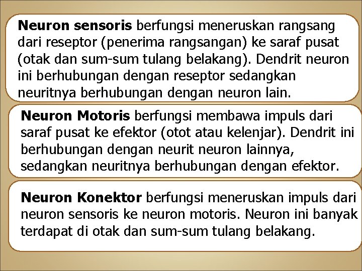 Neuron sensoris berfungsi meneruskan rangsang dari reseptor (penerima rangsangan) ke saraf pusat (otak dan