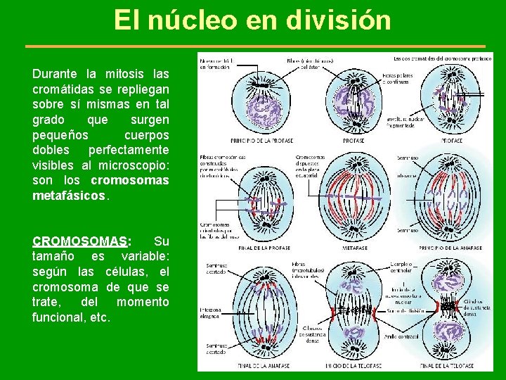 El núcleo en división Durante la mitosis las cromátidas se repliegan sobre sí mismas