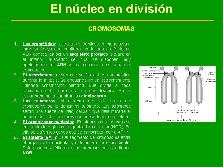 El núcleo en división CROMOSOMAS 1. 2. 3. 4. 5. Las cromátidas: estructuras idénticas