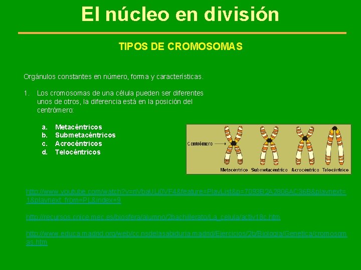 El núcleo en división TIPOS DE CROMOSOMAS Orgánulos constantes en número, forma y características.