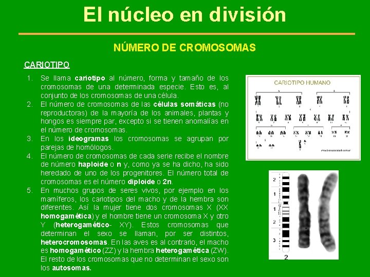 El núcleo en división NÚMERO DE CROMOSOMAS CARIOTIPO 1. 2. 3. 4. 5. Se