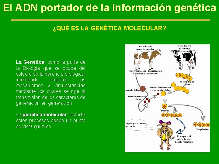 El ADN portador de la información genética ¿QUÉ ES LA GENÉTICA MOLECULAR? La Genética: