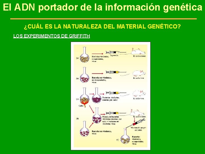 El ADN portador de la información genética ¿CUÁL ES LA NATURALEZA DEL MATERIAL GENÉTICO?