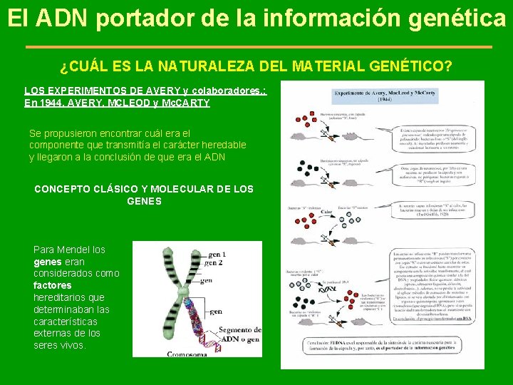 El ADN portador de la información genética ¿CUÁL ES LA NATURALEZA DEL MATERIAL GENÉTICO?