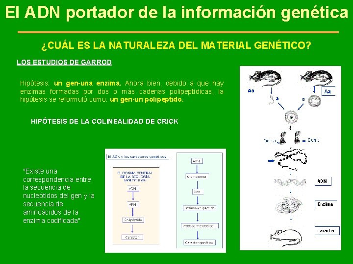 El ADN portador de la información genética ¿CUÁL ES LA NATURALEZA DEL MATERIAL GENÉTICO?