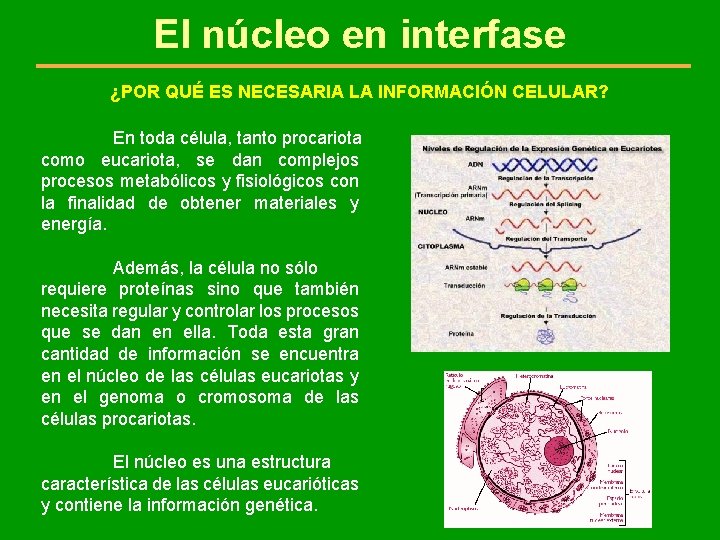 El núcleo en interfase ¿POR QUÉ ES NECESARIA LA INFORMACIÓN CELULAR? En toda célula,