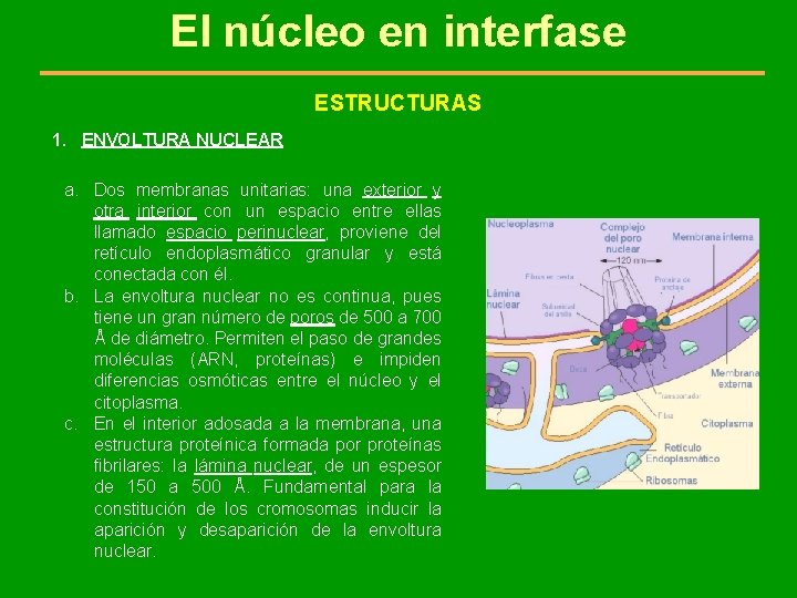 El núcleo en interfase ESTRUCTURAS 1. ENVOLTURA NUCLEAR a. Dos membranas unitarias: una exterior