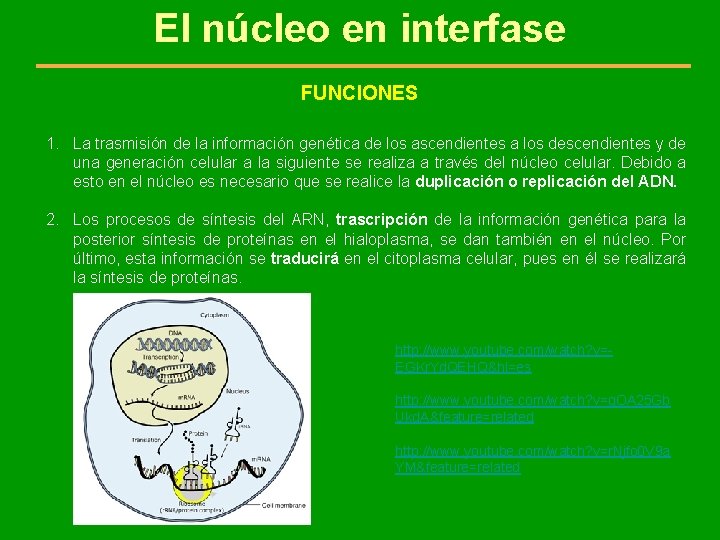 El núcleo en interfase FUNCIONES 1. La trasmisión de la información genética de los