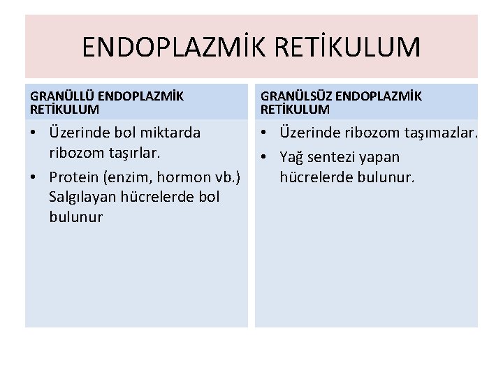 ENDOPLAZMİK RETİKULUM GRANÜLLÜ ENDOPLAZMİK RETİKULUM GRANÜLSÜZ ENDOPLAZMİK RETİKULUM • Üzerinde bol miktarda ribozom taşırlar.