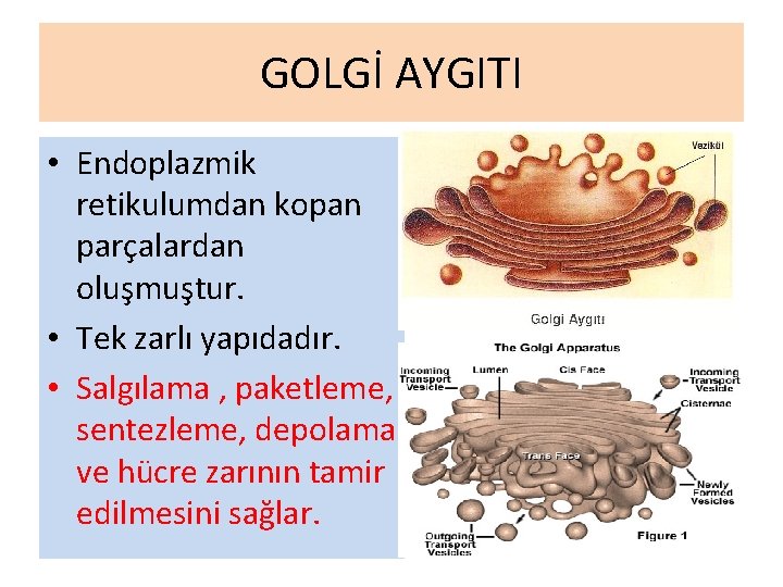 GOLGİ AYGITI • Endoplazmik retikulumdan kopan parçalardan oluşmuştur. • Tek zarlı yapıdadır. • Salgılama