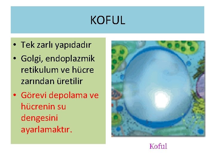 KOFUL • Tek zarlı yapıdadır • Golgi, endoplazmik retikulum ve hücre zarından üretilir •