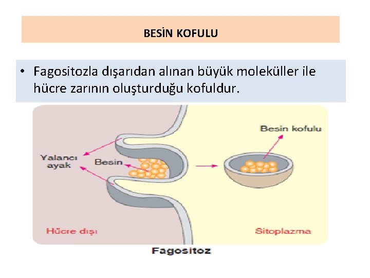 BESİN KOFULU • Fagositozla dışarıdan alınan büyük moleküller ile hücre zarının oluşturduğu kofuldur. 